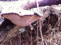 Piptoporus betulinus image