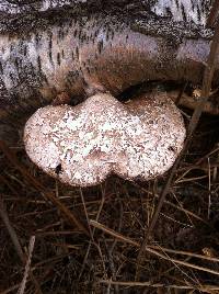 Piptoporus betulinus image