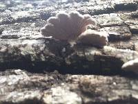 Schizophyllum commune image