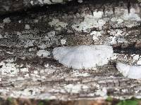 Schizophyllum commune image