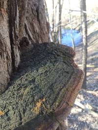 Phellinus robiniae image