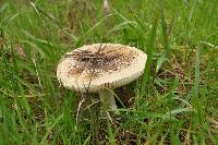 Amanita pantherina image