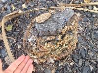 Trametes versicolor image