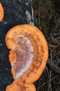 Pycnoporus coccineus image