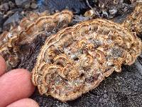 Trametes versicolor image