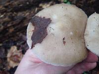 Pluteus cervinus image