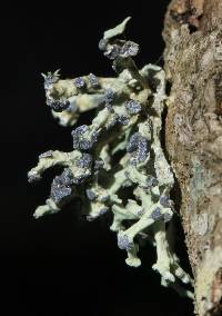 Niebla cephalota image