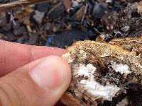 Trametes versicolor image