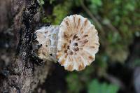 Polyporus squamosus image