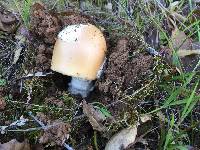 Amanita velosa image