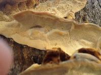 Trametes versicolor image