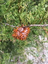 Gymnosporangium juniperi-virginianae image