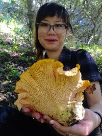 Cantharellus californicus image