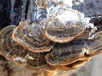 Trametes versicolor image