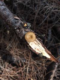 Polyporus arcularius image