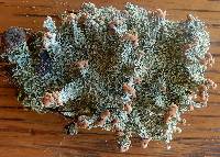 Cladonia peziziformis image