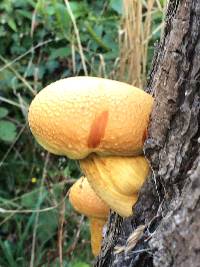 Gymnopilus junonius image