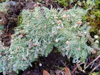 Cladonia peziziformis image