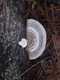 Trametes pubescens image