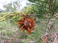 Gymnosporangium juniperi-virginianae image