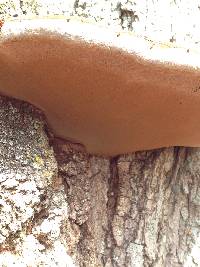 Phellinus robiniae image