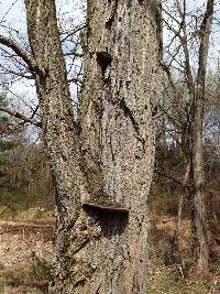 Phellinus robiniae image