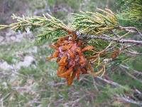 Gymnosporangium juniperi-virginianae image