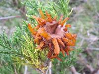 Gymnosporangium juniperi-virginianae image