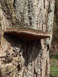 Phellinus robiniae image