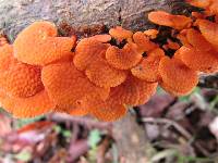 Favolaschia calocera image