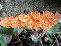 Favolaschia calocera image