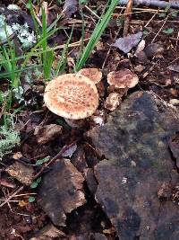 Polyporus squamosus image