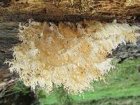 Hericium coralloides image