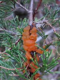 Gymnosporangium juniperi-virginianae image