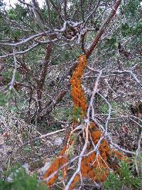 Gymnosporangium juniperi-virginianae image