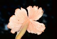 Hygrocybe calyptriformis var. calyptriformis image