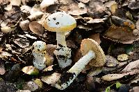 Amanita velosa image