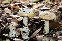 Amanita velosa image