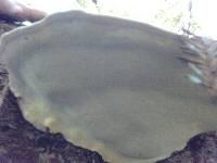 Fomitopsis pinicola image