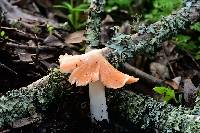 Hygrocybe calyptriformis var. calyptriformis image