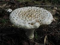 Amanita magniverrucata image