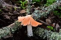 Hygrocybe calyptriformis var. calyptriformis image