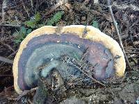 Fomitopsis pinicola image