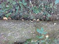 Fomitopsis pinicola image
