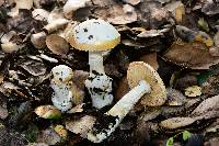 Amanita velosa image