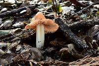 Hygrocybe calyptriformis var. calyptriformis image