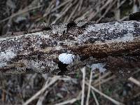 Schizophyllum commune image