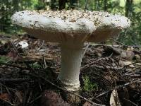 Amanita magniverrucata image