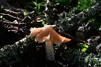 Hygrocybe calyptriformis var. calyptriformis image