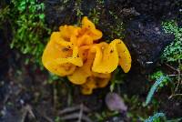 Tremella aurantia image